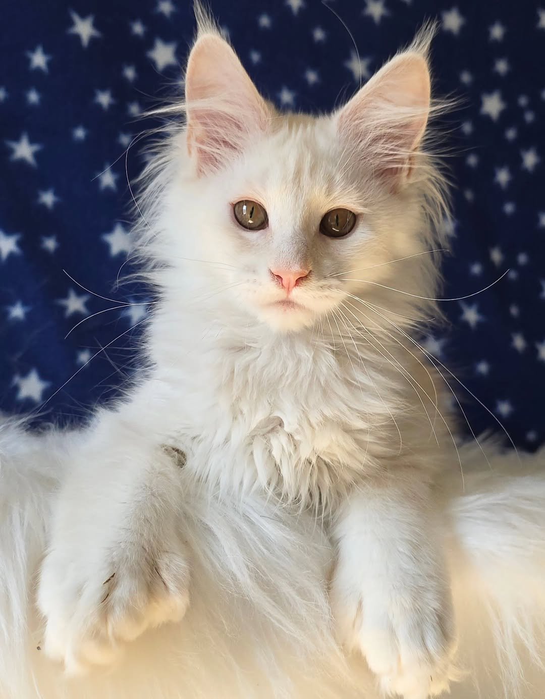 Maine Coon