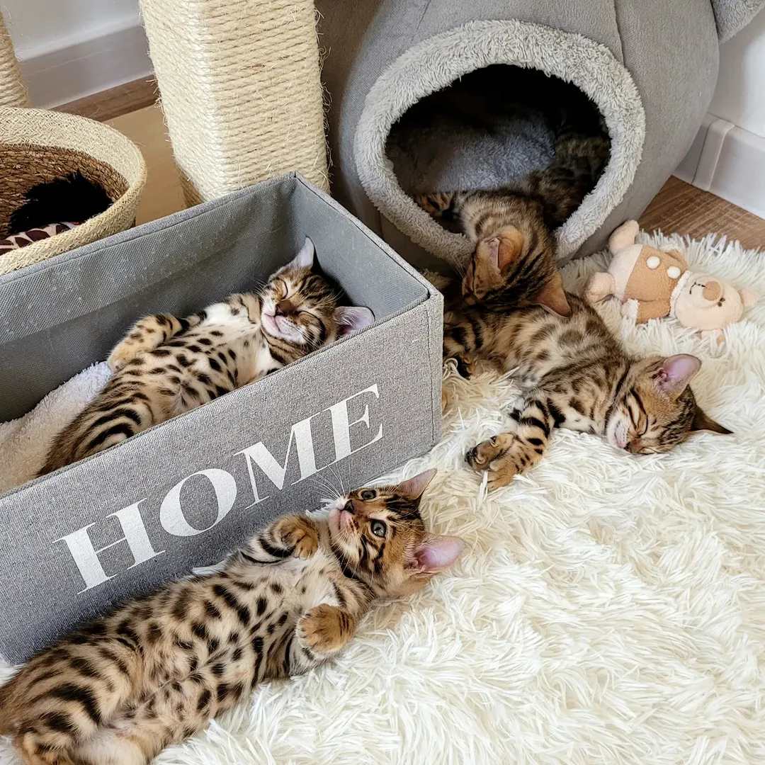 Bengals