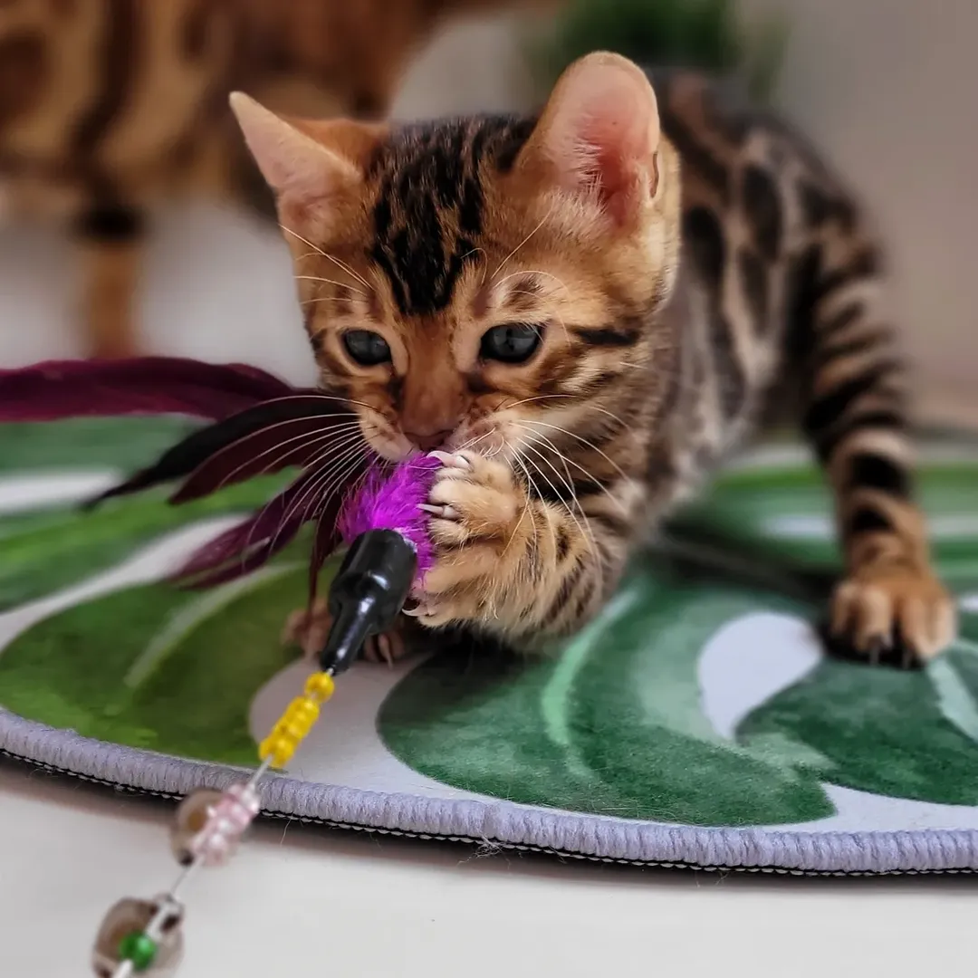 Bengals