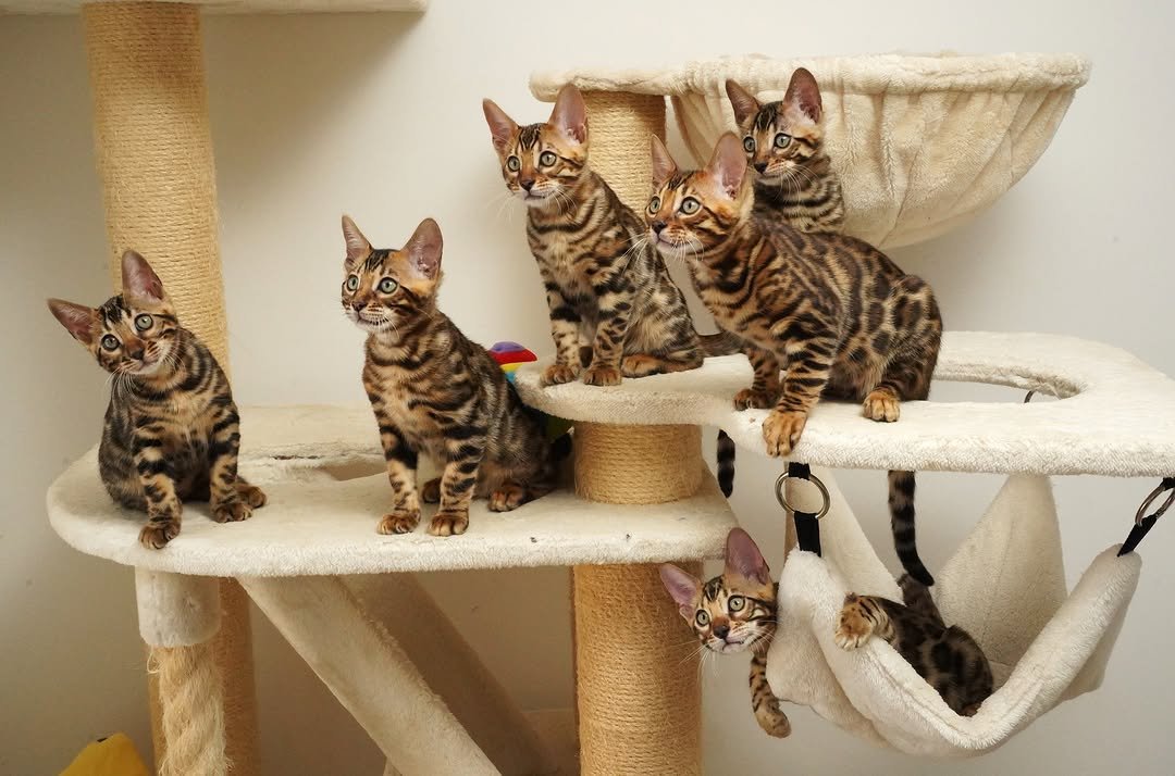 Bengals